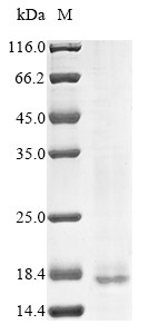 Cell surface hyaluronidase (TMEM2), partial, human, recombinant