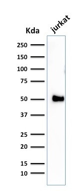 Anti-CD2 / Lymphocyte Function Antigen 2 (LFA-2), clone 1E7E8.G4