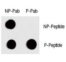 Anti-phospho-c-Fos (Thr232)