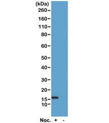 Anti-phospho-Histone H2B (Ser14), clone RM238 (recombinant antibody)