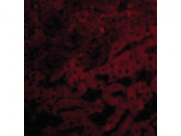 Anti-Bfl-1