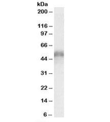 Anti-CD2BP2
