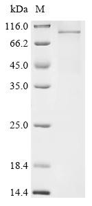 Desmocollin-3 (Dsc3), mouse, recombinant