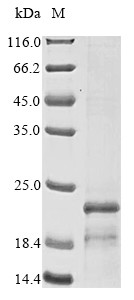 Major structural protein p17 (Ba71V-107), African swine fever virus, recombinant