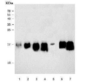Anti-RPL36 / 60S ribosomal protein L36