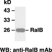 Anti-RalB, monoclonal
