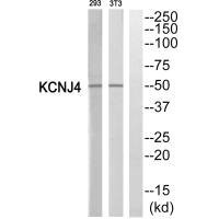 Anti-KCNJ4