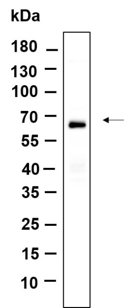 Anti-Recombinant BAT5, clone 3G6