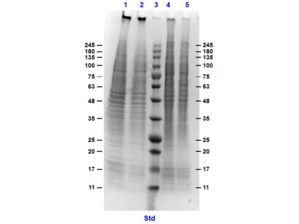HEK293 Whole Cell Lysate MG-132 Treated