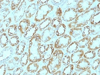 Anti-Laminin gamma 1, clone A5