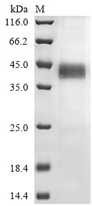 Protein Wnt-4 (Wnt4), mouse, recombinant