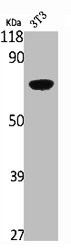 Anti-PTPN6