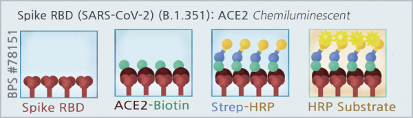 Spike S1 RBD (beta B.1.351 Variant) (SARS-CoV-2): ACE2 Inhibitor Screening Chemiluminescence Assay K