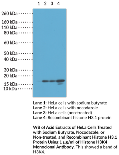 Anti-Histone H3K4 Monoclonal Antibody (RM186)