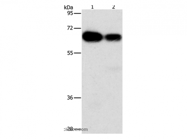 Anti-ARHGEF5