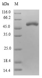 Nuclear inhibitor of protein phosphatase 1 (PPP1R8), human, recombinant