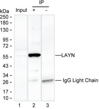 Anti-LAYN