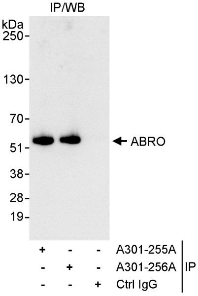 Anti-ABRO