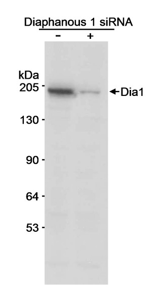 Anti-Diaphanous 1