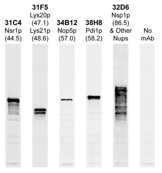 Anti-Nsr1p, clone 31C4