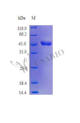 Plasminogen activator inhibitor 2 protein (SERPINB2) (Active), human, recombinant