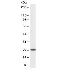 Anti-TMS1 / PYCARD Biotin Conjugate