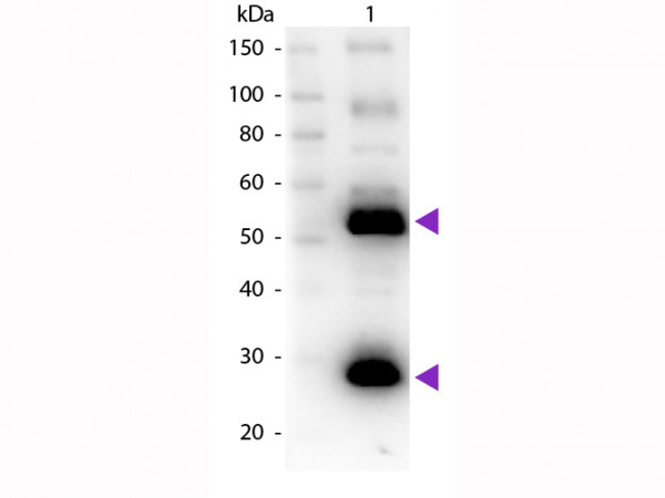 Anti-Human IgG (H&amp;L) [Goat] Biotin conjugated
