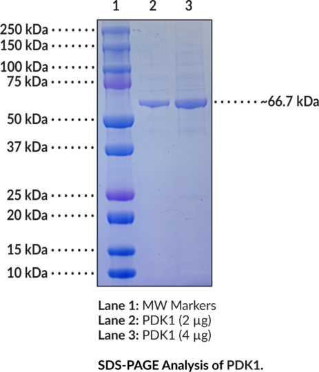 PDK1 (human, recombinant)