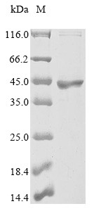 Ras GTPase-activating protein 1 (RASA1), partial, human, recombinant