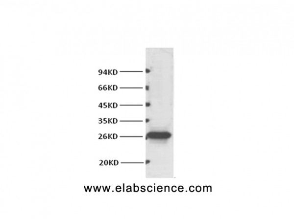 Anti-BCL2, clone 1B3
