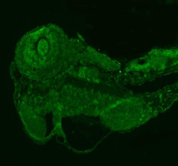 Anti-Zebrafish Prpf6 / Pre-mRNA processing factor 6