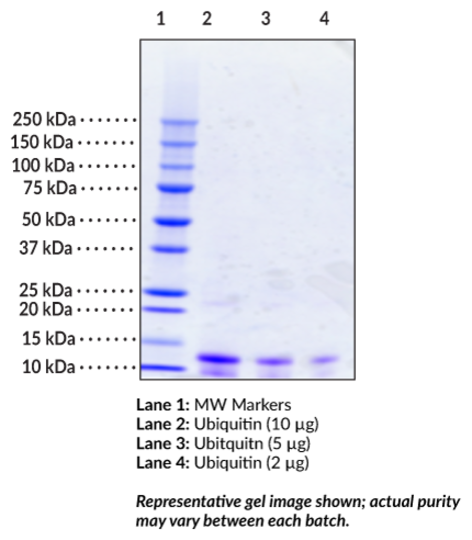 Ubiquitin (human, recombinant, His-tagged)