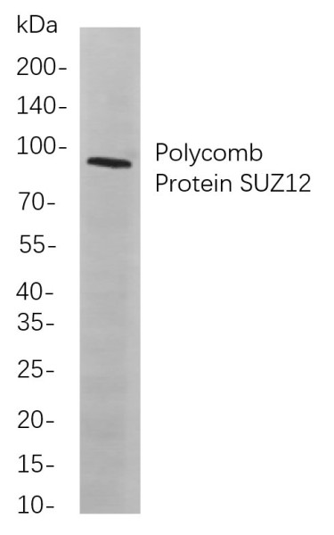 Anti-Recombinant Polycomb Protein SUZ12, clone 7F12