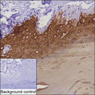 Anti-Cytokeratin-9
