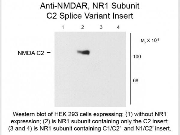 Anti-NMDA R1, Splice Variant C2