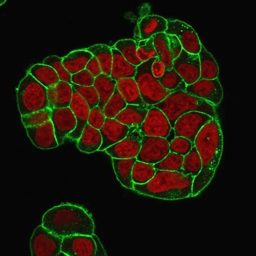 Anti-CD47 / IAP (Integrin Associated Protein), clone IAP/964 + B6H12.2