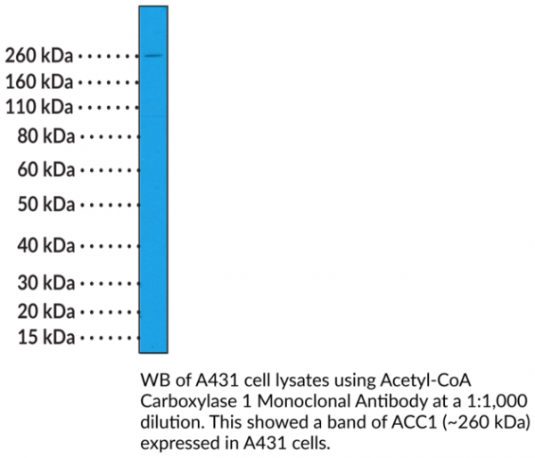 Anti-Acetyl-CoA Carboxylase 1 Rabbit Monoclonal Antibody (Clone RM232)