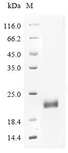 Cation-independent mannose-6-phosphate receptor (IGF2R), partial, bovine, recombinant