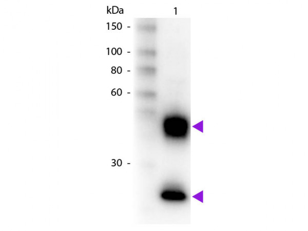 Anti-Mouse IgG (H&amp;L) [Donkey] Biotin conjugated