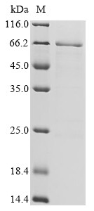 Interleukin-26 (IL26), Biotinylated, human, recombinant