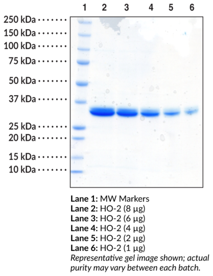 HO-2 (human recombinant)