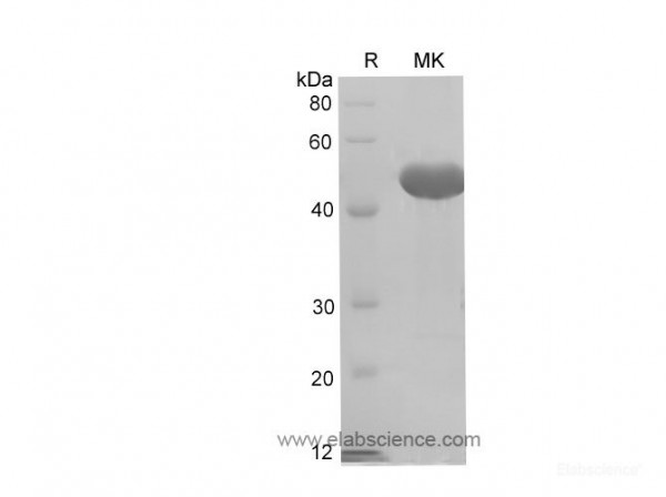 Ceacam1/BGP-1 protein (His Tag) (recombinant rat)