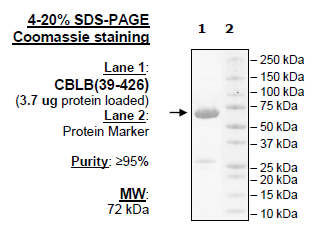 CBL-B, GST-Tag (Human)