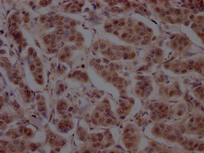 Anti-CUL3 Recombinant Monoclonal, clone 7B6