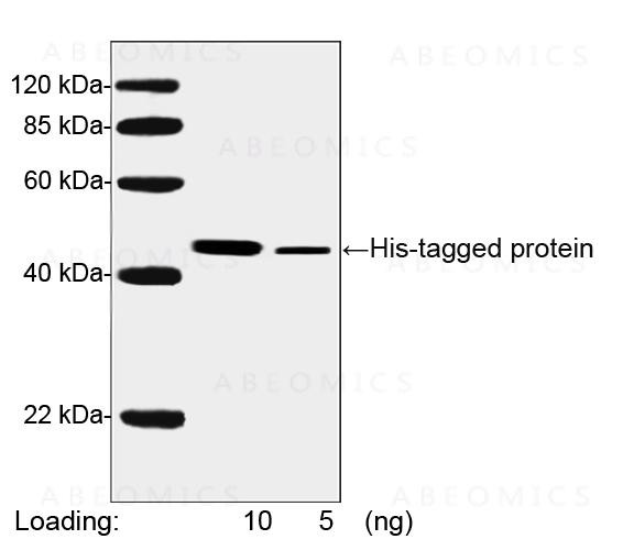 Anti-HRP conjugated Mouse Monoclonal Antibody to His-tag (Clone: 6G2A9)