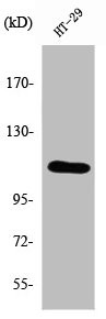 Anti-ATP2A1