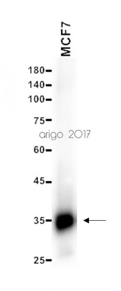 Anti-VDAC1 / Porin, clone S152B-23