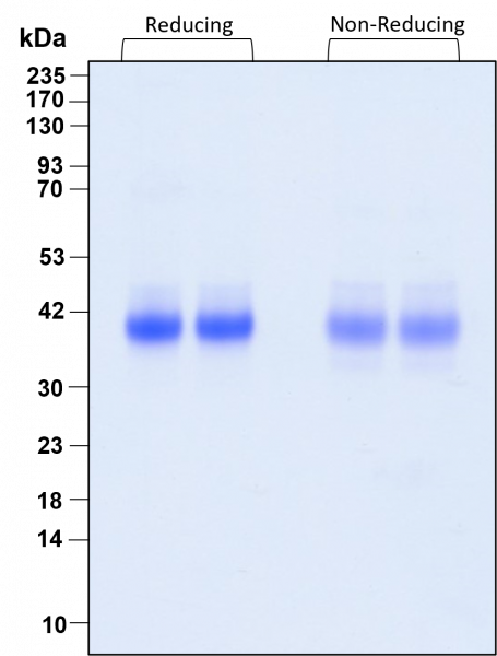 R-Spondin-I HumanKine(R) recombinant human protein