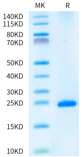 Human FGF-7/KGF Protein