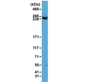 Anti-mTOR, clone RM274 (recombinant antibody)
